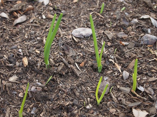 New onions rising in the garden