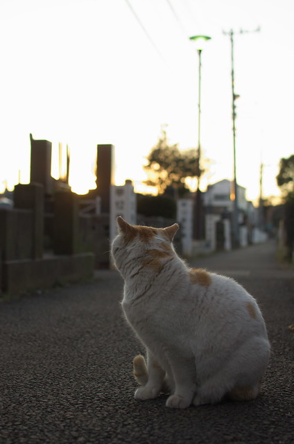 東京路地裏散歩 谷中のネコ 2014年1月26日