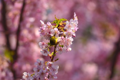 桜とメジロ その2 by leicadaisuki