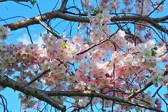 Cherry blossoms 2017