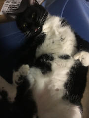 This is Oreo, he has two extra toes and hates most everyone but... - The Caturday