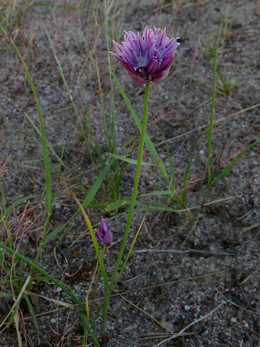 Allium schoenoprasum -  ruoholaukka Автор фото: Kari Pihlaviita