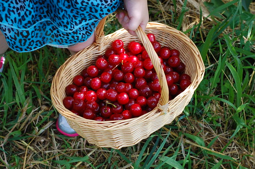 Sour Cherries | www.puresugar.net