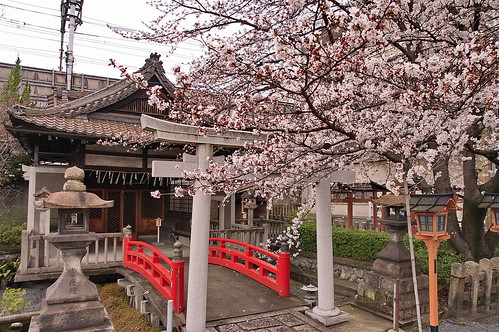 【写真】桜 : 六孫王神社