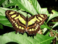 Malachite - Malachite butterfly