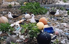 雖然中途島地處偏遠，且被劃定為國家海洋保護區，信天翁的築巢棲息地堆滿塑膠垃圾。（照片：Steven Siegel/Marine Photobank。）