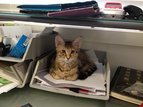 Kitty in my office tray
