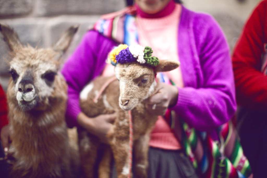 traditional Inca woman of Peru with a baby lamb