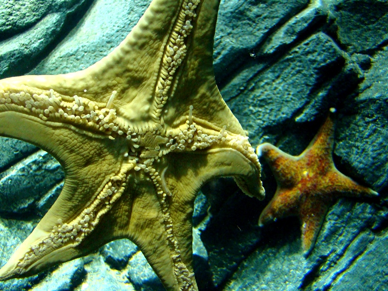 Ripley's Aquarium starfish
