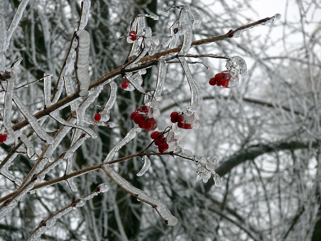 Berries in ice