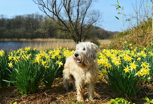 Doggy in the daffs.