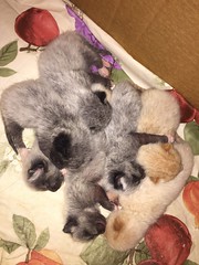 Pepper finally had her kittens last Saturday ❤️