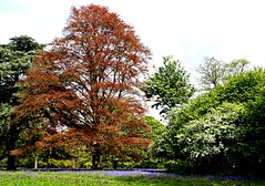 Osterley Park, Isleworth