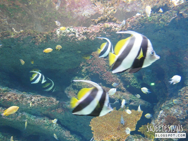sea aquarium marine life park resort world sentosa singapore (20)
