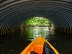 July Kayaking in Miami!