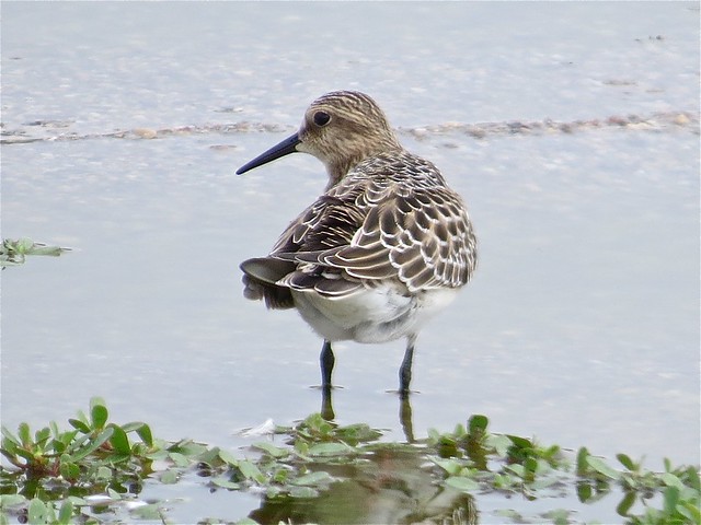Baird's Sandpiper at El Paso Sewage Treatment Center in Woodford County, IL 02
