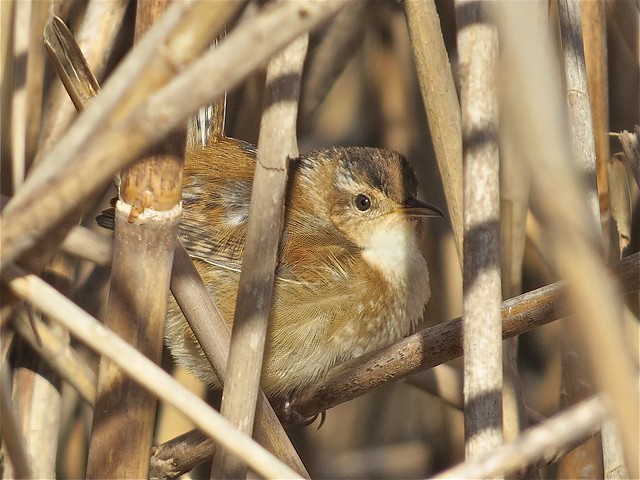 Marsh Wren at Evergreen Lake in McLean County, IL 01