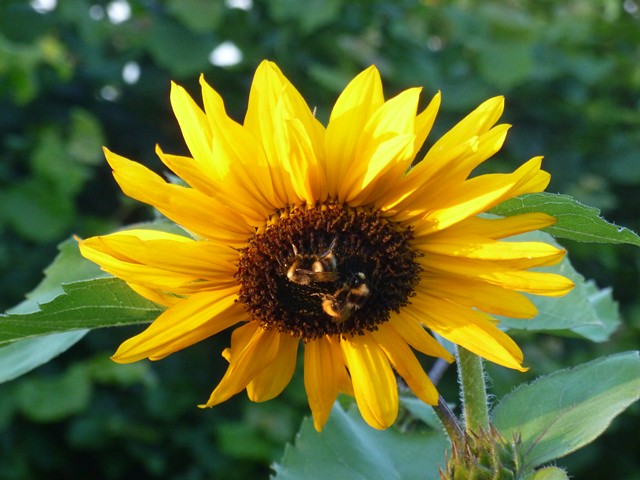 Sunflower and two sleepy bees in the evening sun.