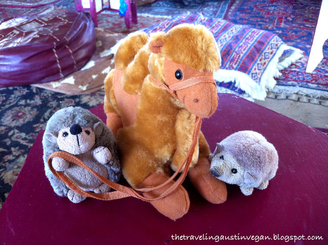 Hedgie And Buttercup Meet A Camel