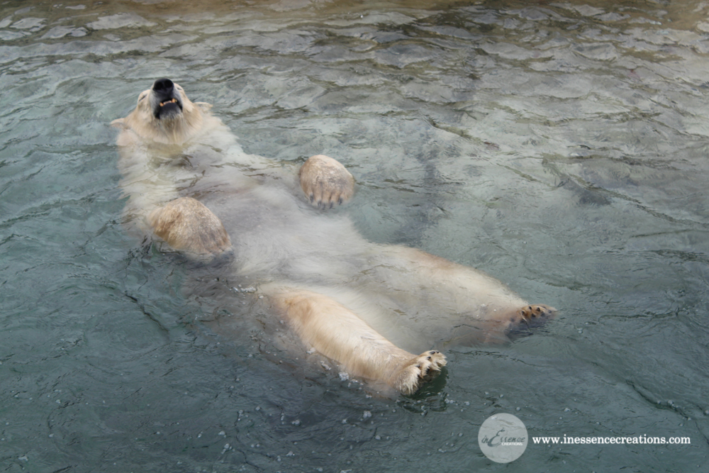 Polar Bear - Toronto Zoo, Ontario, Canada