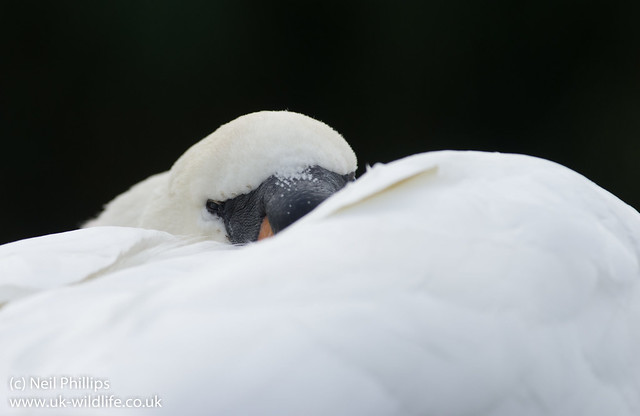 sleepy mute swan