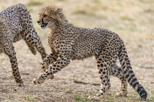 Running cheetah cubs by Tambako the Jaguar