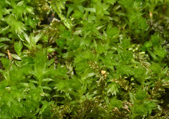 Horn Calcareous Moss (Mnium hornum)