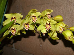 orchids #23 (full)