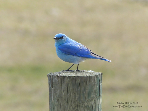 Mountain Bluebird - Pritchard, BC