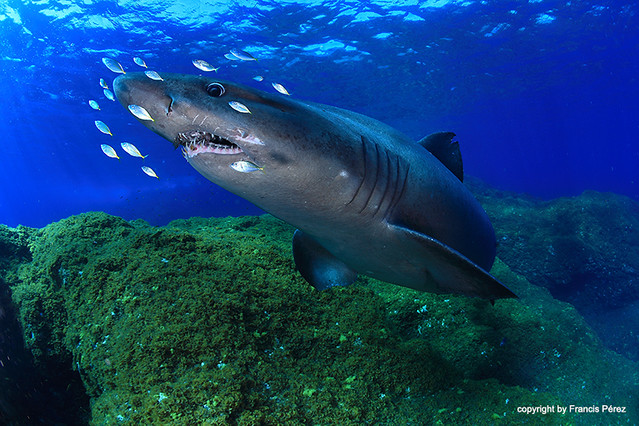 Smalltooth sand tiger shark 
