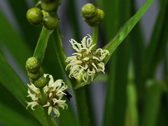 Sparganiaceae　ミクリ科