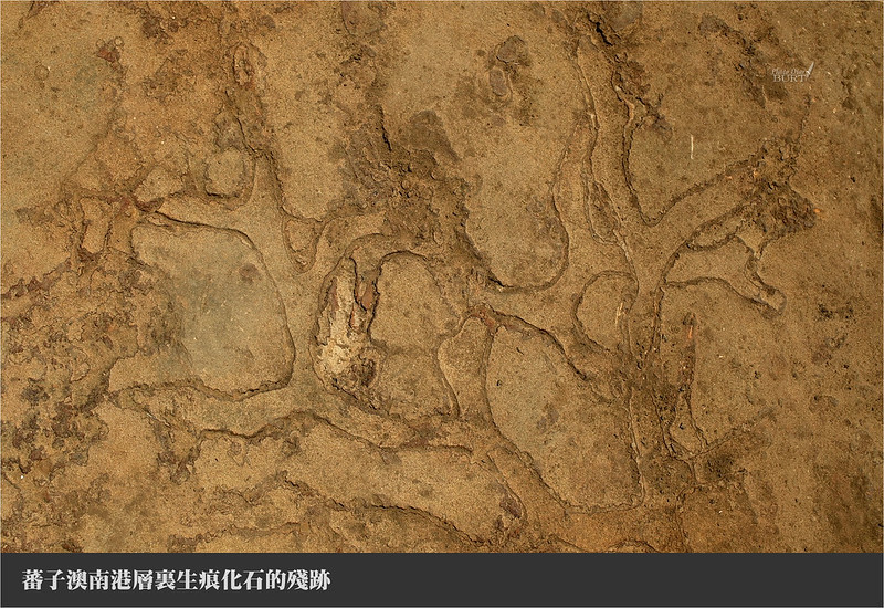 蕃子澳南港層生痕化石的殘跡