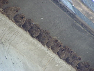 bird nests under the bridge