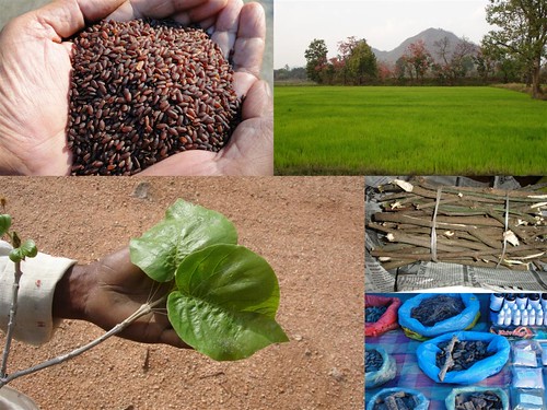 Validated and Potential Medicinal Rice Formulations for Diabetes (Madhu Prameha) and Cancer Complications and Revitalization of Kidney (TH Group-180) from Pankaj Oudhia’s Medicinal Plant Database by Pankaj Oudhia