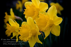 Stylised Edits Of Daffodils