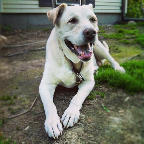 My big guy! #dogstagram #bigdog #love #smile #dogs