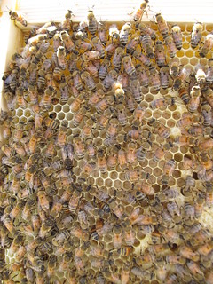 Lots of Baby Bees