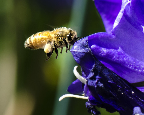 A garden honeybee