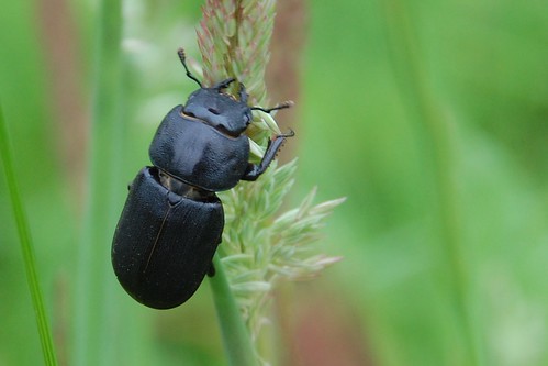 as yet unidentified beetle