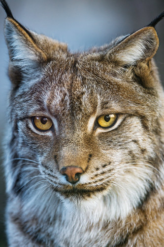 What a pretty lynx! by Tambako the Jaguar