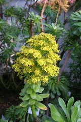 Crassulaceae