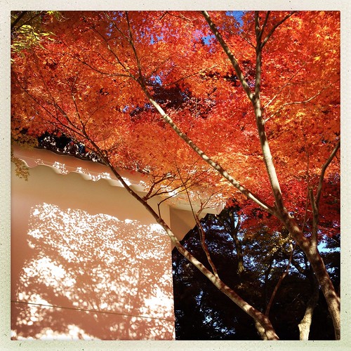 memories of momiji by sunnywinds*