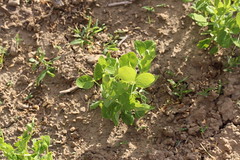 在恆春大有可為的豌豆苗。