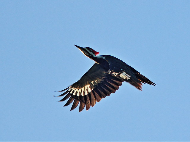 Pileated Woodpecker in flight 2-20131208
