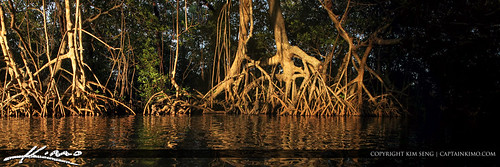 Indian River Lagoon Mangrove Roots by Captain Kimo