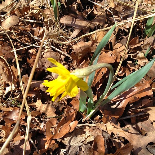 Hope springs eternal #daffodil #spring #ignoretheforecast