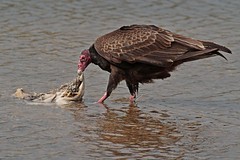 Vultures - Cathartidae - Neuweltgeier