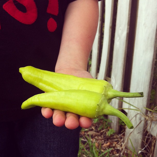 Today's harvest. Two hot banana peppers. Now, what to do with them? #jonahbonahgarden2013
