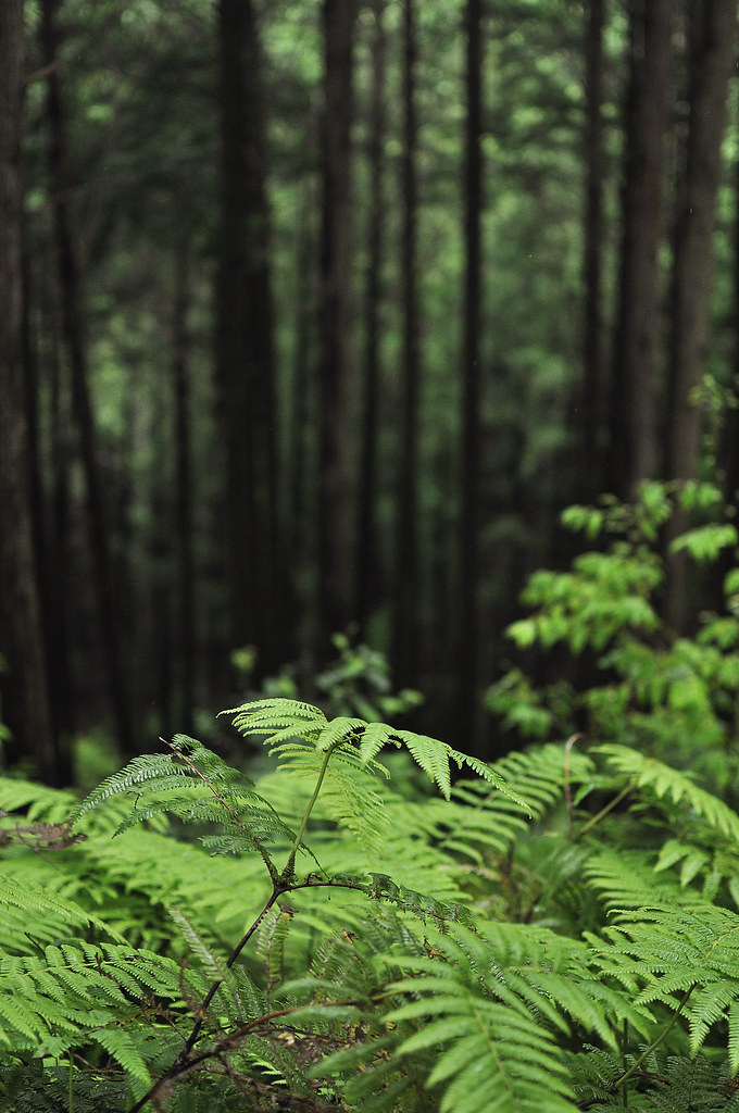 Tenryu-Futamata Forest and Ferns
