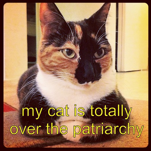 my cat is totally over the patriarchy